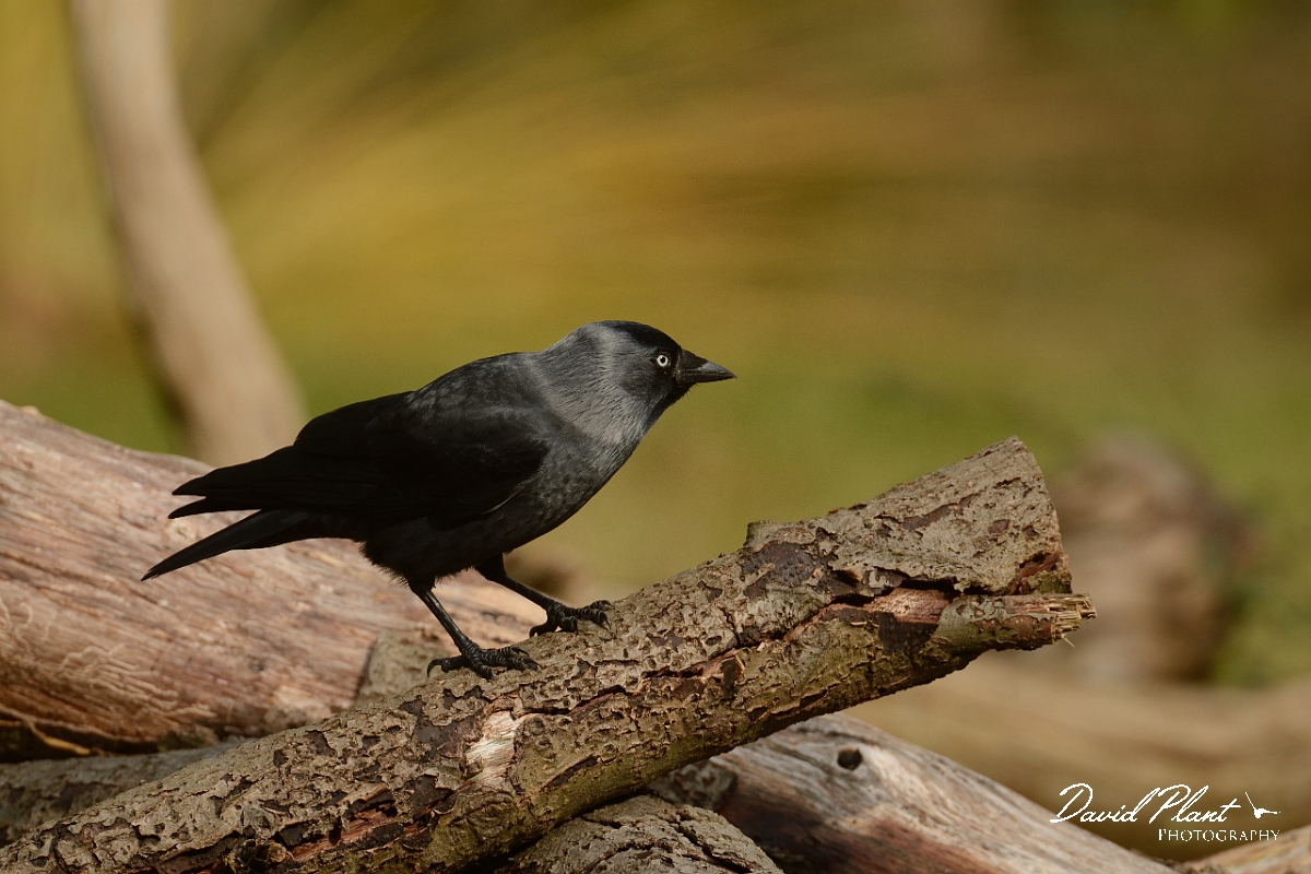 David Plant Photography - Wildlife Photography - Jackdaw - I.jpg - Jackdaw on log pile - Surrey
