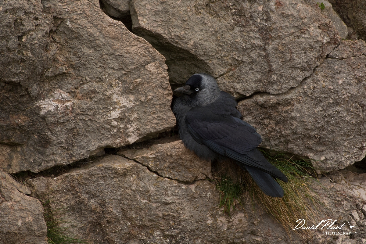 David Plant Photography - Wildlife Photography - Jackdaw - N.jpg - Jackdaw - Conwy