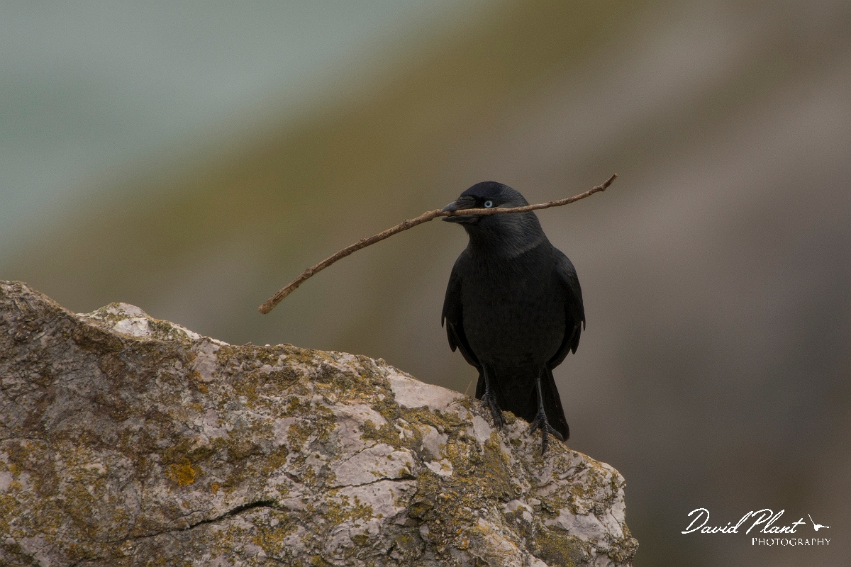 David Plant Photography - Wildlife Photography - Jackdaw - O.jpg - Jackdaw with stick - Conwy