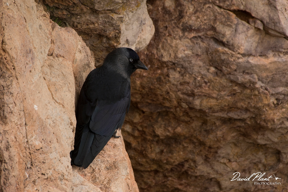 David Plant Photography - Wildlife Photography - Jackdaw - P.jpg - Jackdaw - Conwy
