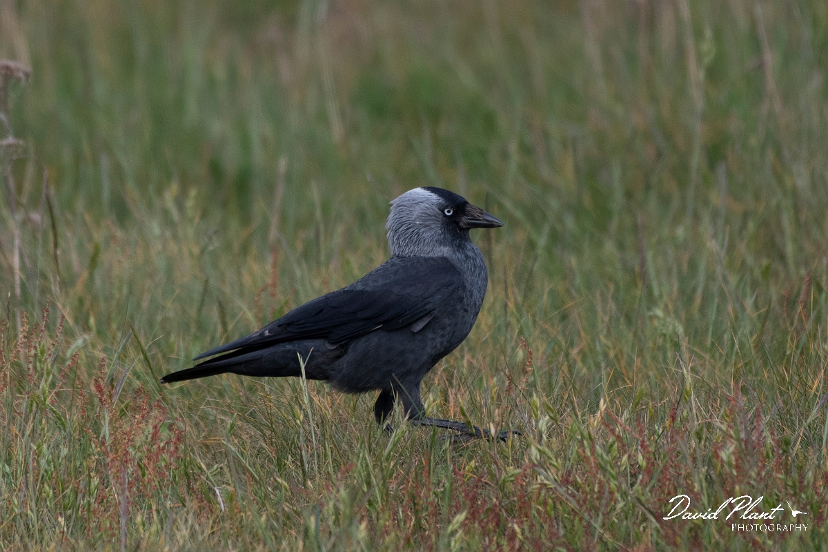 David Plant Photography - Wildlife Photography - Jackdaw - S.JPG - Jackdaw - Kent
