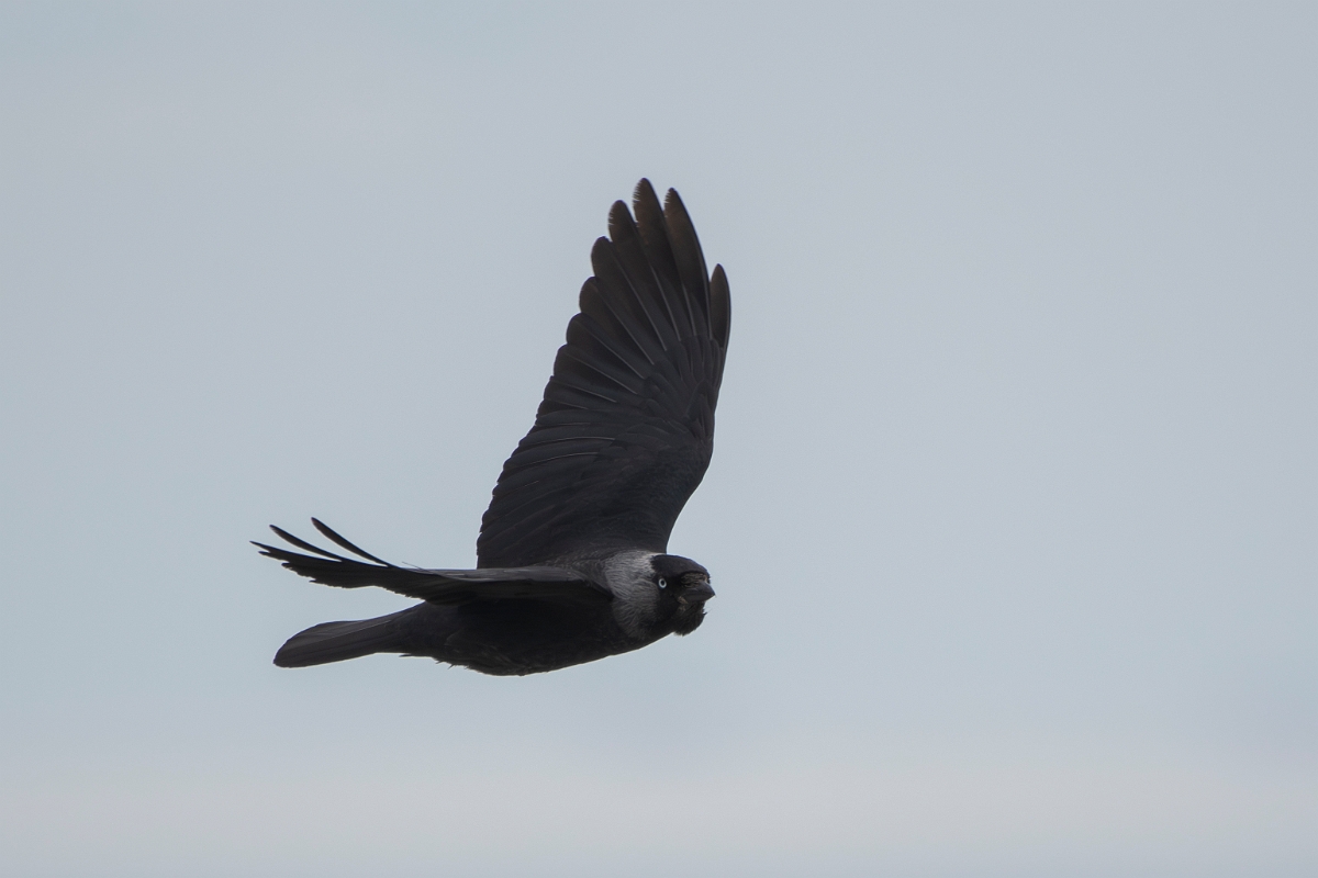 David Plant Photography - Wildlife Photography - Jackdaw - U.JPG - Jackdaw in flight - Kent