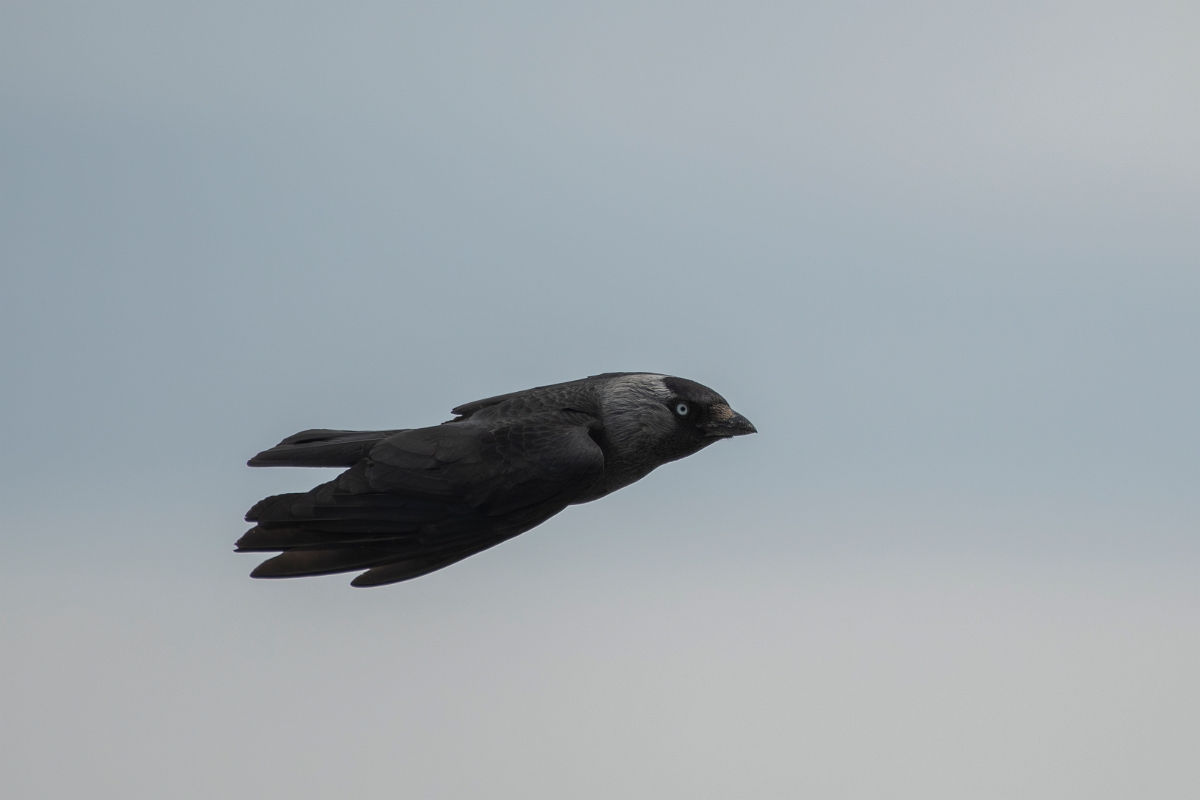 David Plant Photography - Wildlife Photography - Jackdaw - W.JPG - Jackdaw in flight - Kent
