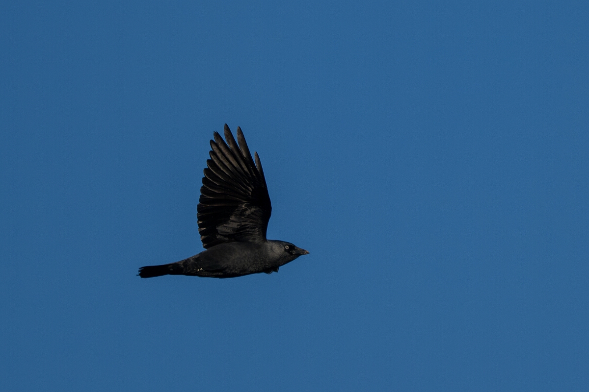 David Plant Photography - Wildlife Photography - Jackdaw - Z.jpg - Jackdaw - North Yorkshire