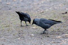 David Plant Photography - Wildlife Photography - Jackdaw - AA