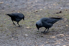 David Plant Photography - Wildlife Photography - Jackdaw - AB