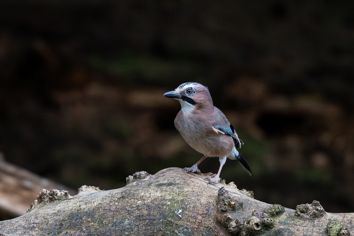 David Plant Photography - Wildlife Photography - Jay - B.jpg - Jay - Moray