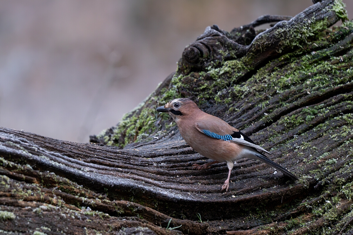 David Plant Photography - Wildlife Photography - Jay - C.jpg - Jay - Gloucestershire