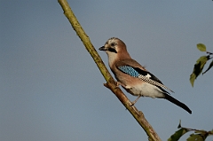David Plant Photography - Wildlife Photography - Jay - A