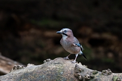 David Plant Photography - Wildlife Photography - Jay - B