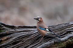 David Plant Photography - Wildlife Photography - Jay - D