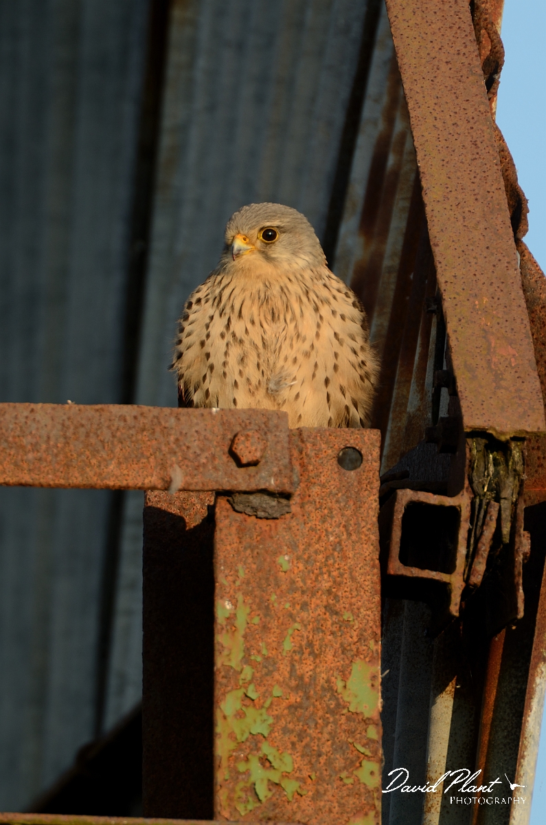 David Plant Photography - Wildlife Photography - Kestrel - B.jpg - Kestrel, male on metal barn - Gloucestershire