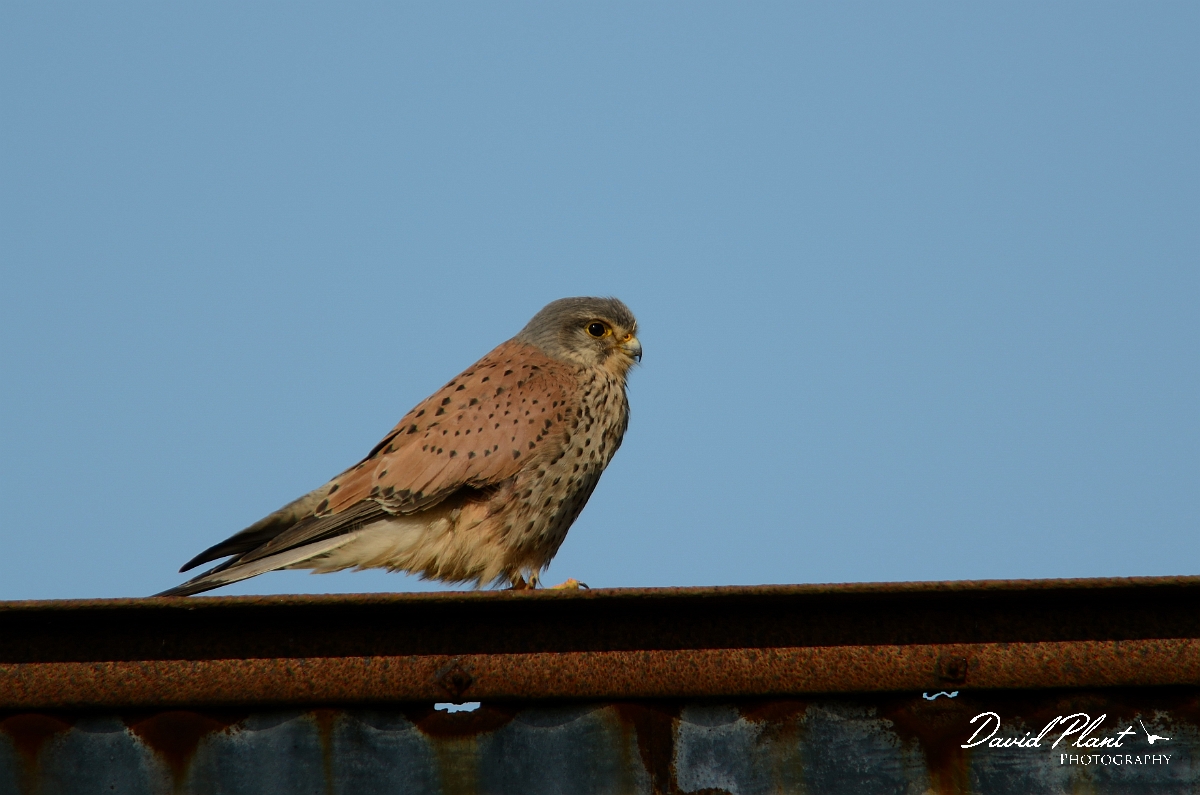 David Plant Photography - Wildlife Photography - Kestrel - C.jpg - Kestrel, male on metal barn - Gloucestershire