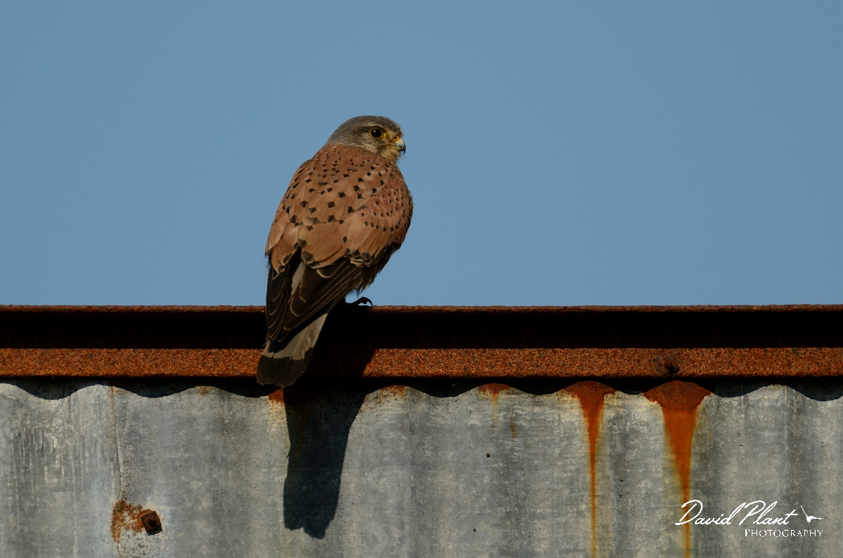 David Plant Photography - Wildlife Photography - Kestrel - E.jpg - Kestrel, male on metal barn - Gloucestershire