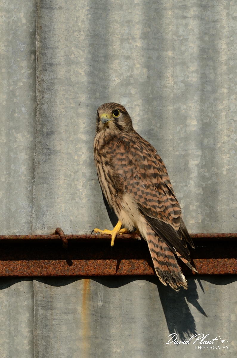 David Plant Photography - Wildlife Photography - Kestrel - F.jpg - Kestrel, juvenile on metal barn - Gloucestershire