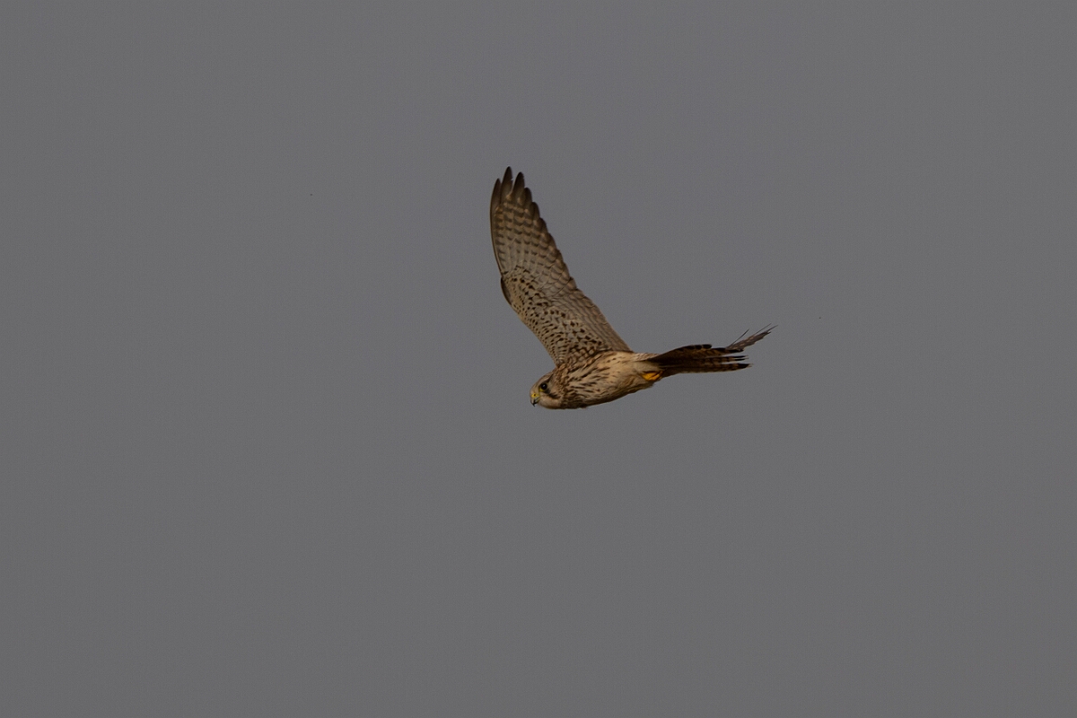 David Plant Photography - Wildlife Photography - Kestrel - J.jpg - Kestrel, Falco tinnunculus - Gloucestershire