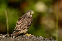 David Plant Photography - Wildlife Photography - Kestrel - D