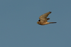 David Plant Photography - Wildlife Photography - Kestrel - G
