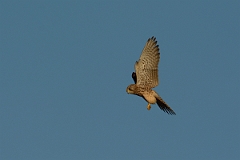 David Plant Photography - Wildlife Photography - Kestrel - H