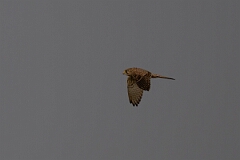 David Plant Photography - Wildlife Photography - Kestrel - I