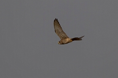David Plant Photography - Wildlife Photography - Kestrel - J