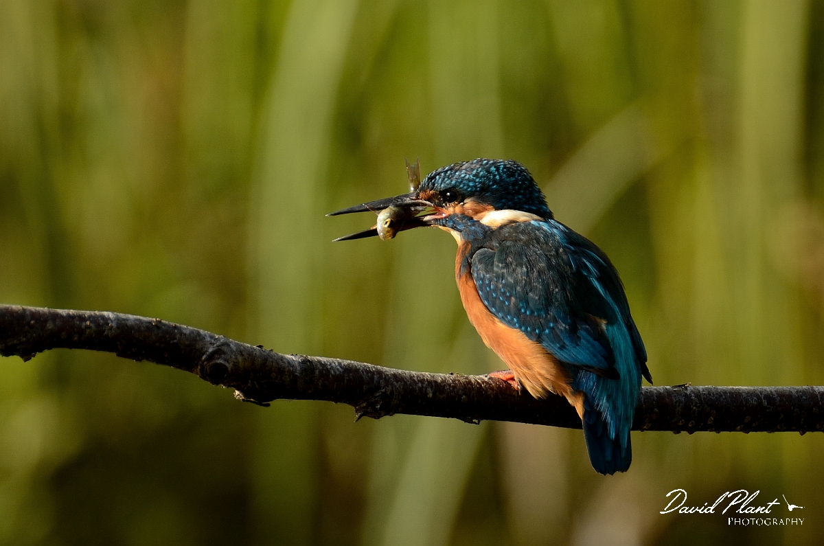 David Plant Photography - Wildlife Photography - Kingfisher - A.jpg - Kingfisher with fish - Warwickshire