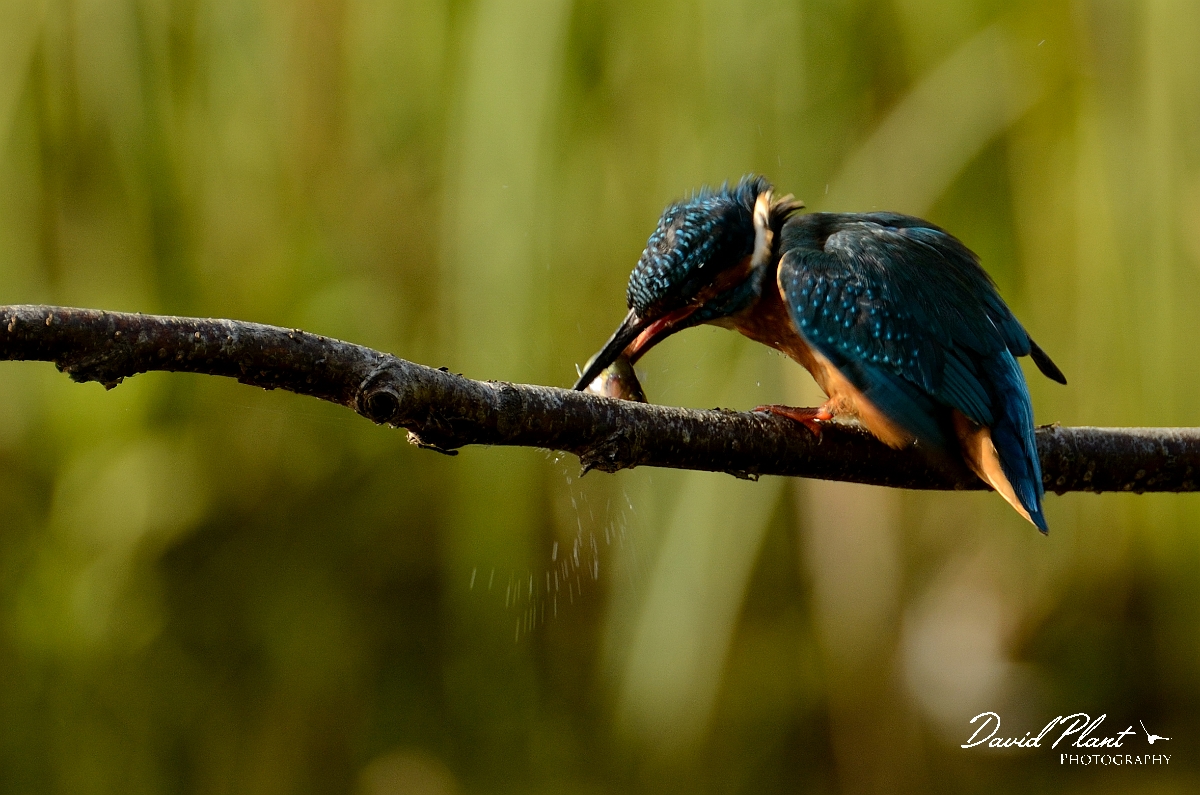 David Plant Photography - Wildlife Photography - Kingfisher - B.jpg - Kingfisher hitting fish on branch - Warwickshire