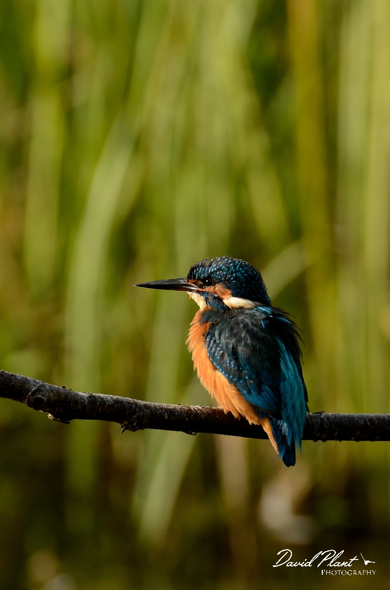 David Plant Photography - Wildlife Photography - Kingfisher - D.jpg - Kingfisher - Warwickshire