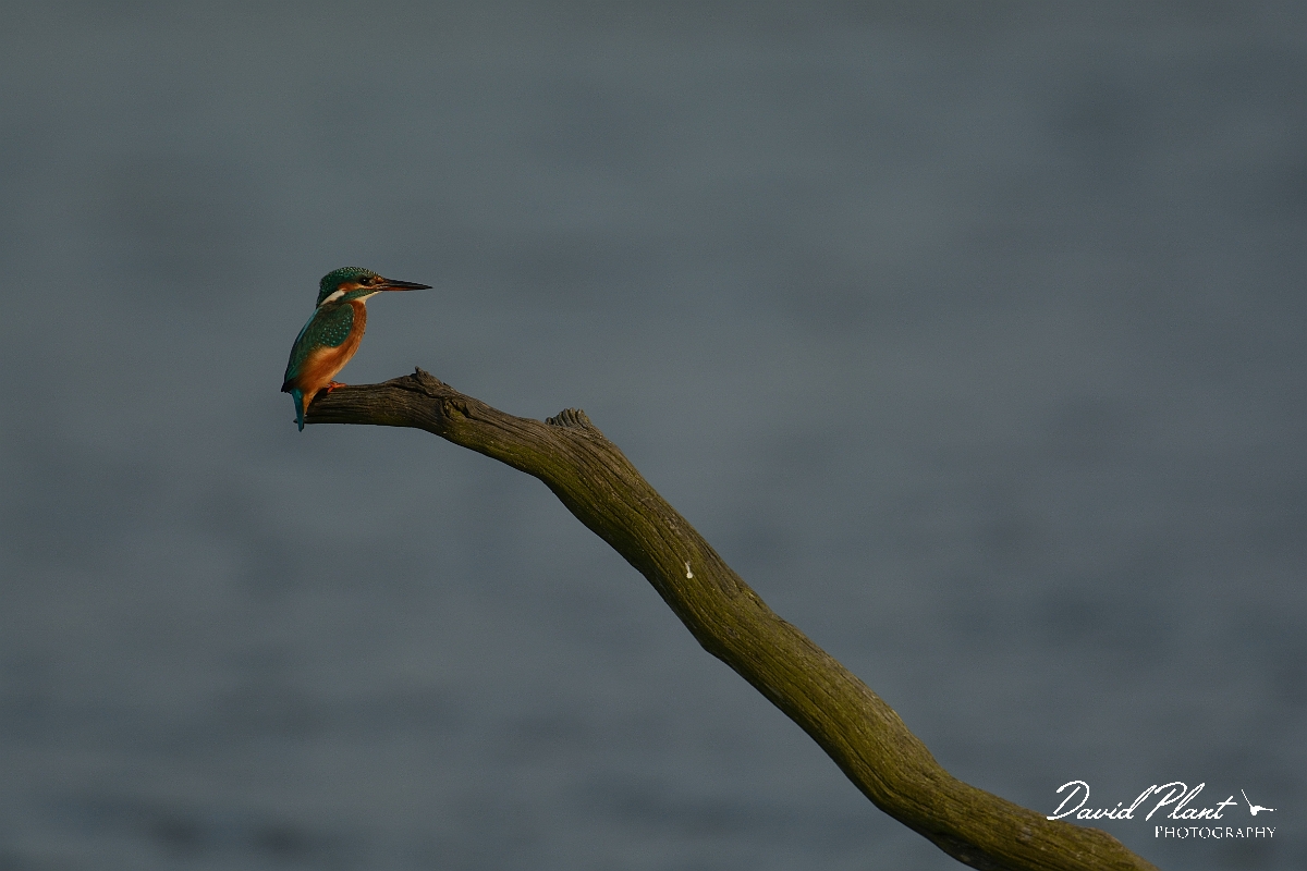 David Plant Photography - Wildlife Photography - Kingfisher - F.jpg - Kingfisher - Suffolk