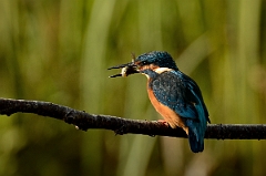 David Plant Photography - Wildlife Photography - Kingfisher - A