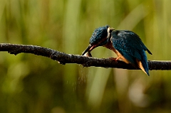 David Plant Photography - Wildlife Photography - Kingfisher - B