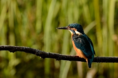 David Plant Photography - Wildlife Photography - Kingfisher - C