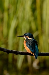 David Plant Photography - Wildlife Photography - Kingfisher - D