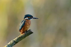 David Plant Photography - Wildlife Photography - Kingfisher - E