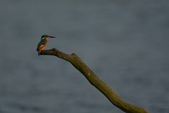 David Plant Photography - Wildlife Photography - Kingfisher - F