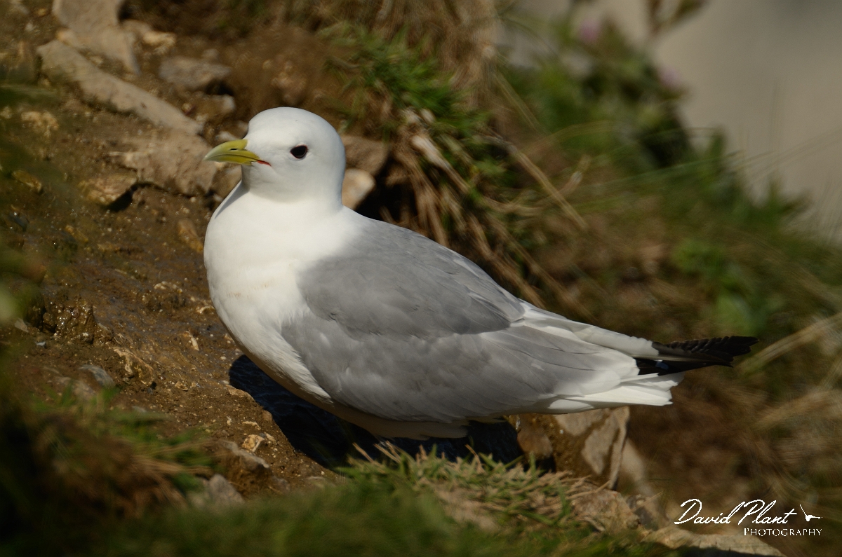 David Plant Photography - Wildlife Photography - Kittiwake - B.jpg - Kittiwake on top of cliff- East Riding of Yorkshire