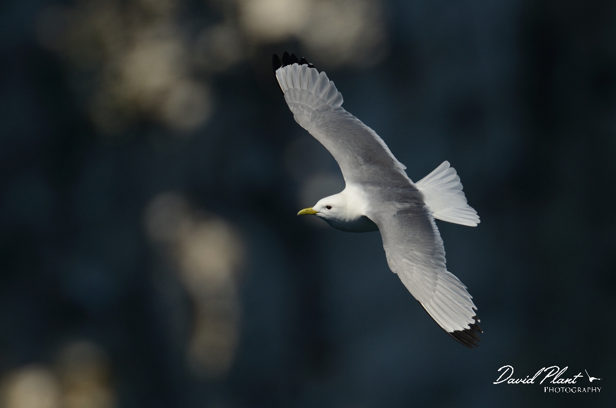 David Plant Photography - Wildlife Photography - Kittiwake - D.jpg - Kittiwake in flight by sea cliff - East Riding of Yorkshire