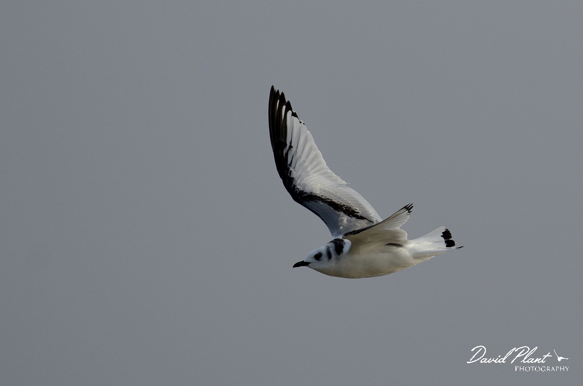 David Plant Photography - Wildlife Photography - Kittiwake - F.jpg - Kittiwake juvenile in flight - Norfolk