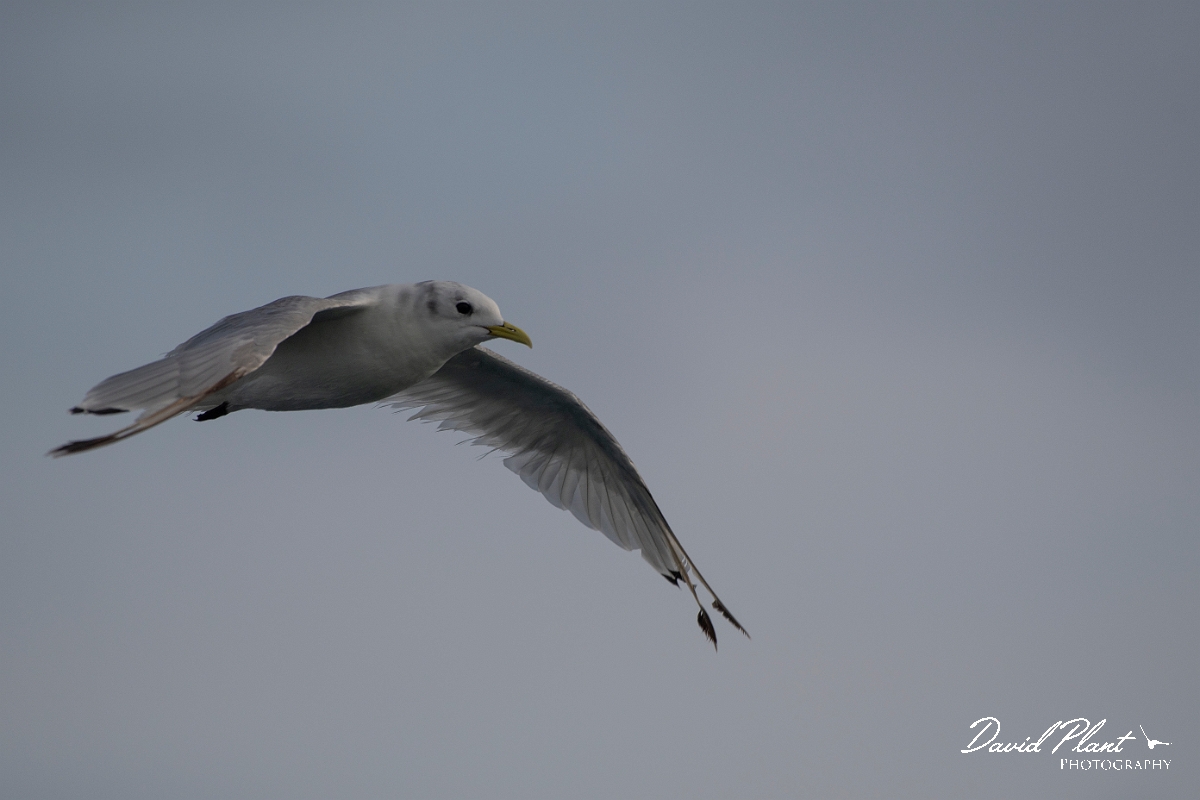 David Plant Photography - Wildlife Photography - Kittiwake - G.JPG - Kittiwake in flight - Sea off Devon