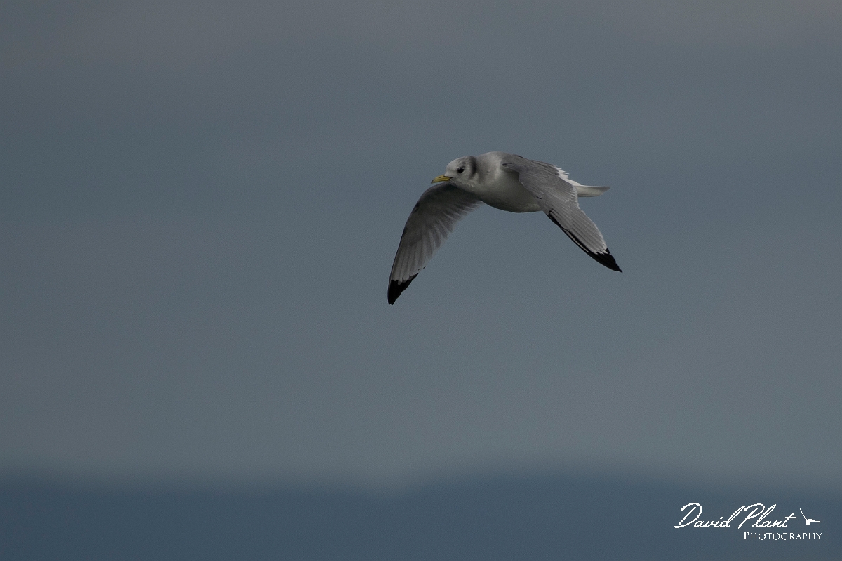 David Plant Photography - Wildlife Photography - Kittiwake - H.JPG - Kittiwake in flight - Sea off Devon