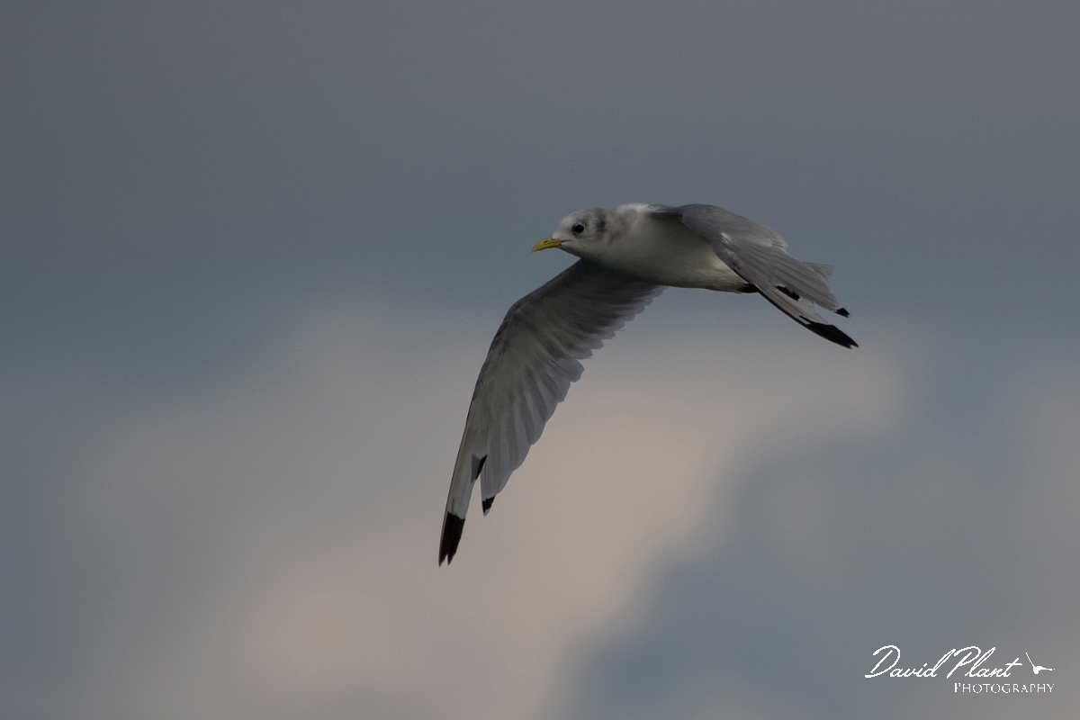 David Plant Photography - Wildlife Photography - Kittiwake - I.JPG - Kittiwake in flight - Sea off Devon