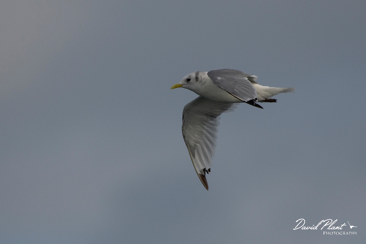 David Plant Photography - Wildlife Photography - Kittiwake - K.JPG - Kittiwake in flight - Sea off Devon