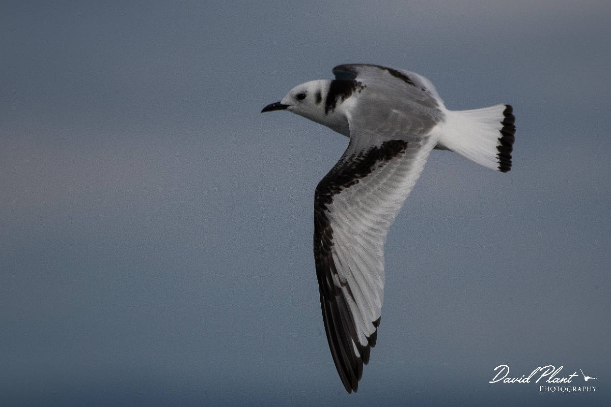 David Plant Photography - Wildlife Photography - Kittiwake - L.JPG - Kittiwake, juvenile in flight - Sea off Devon