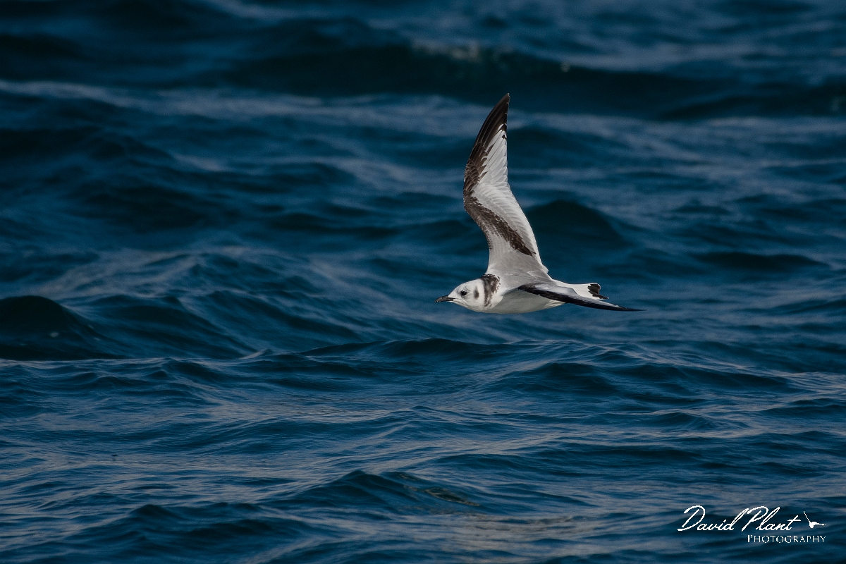 David Plant Photography - Wildlife Photography - Kittiwake - M.JPG - Kittiwake, juvenile in flight - Sea off Devon