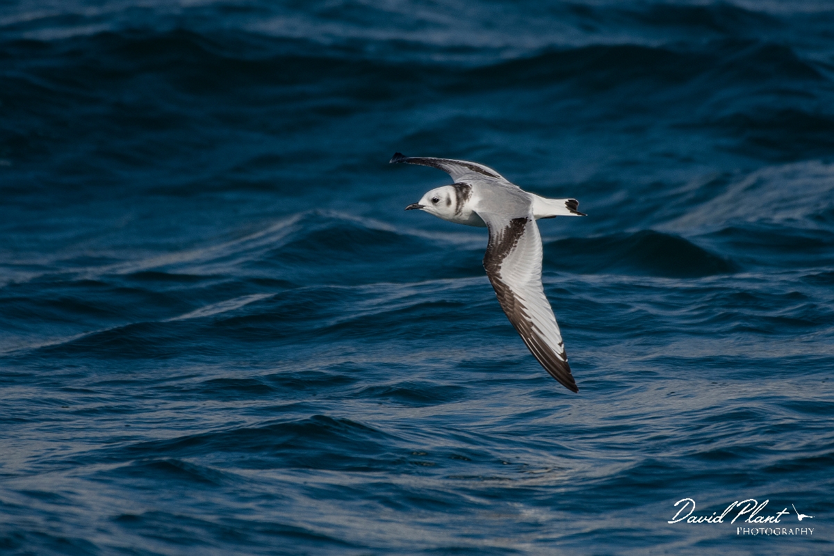 David Plant Photography - Wildlife Photography - Kittiwake - N.JPG - Kittiwake, juvenile in flight - Sea off Devon