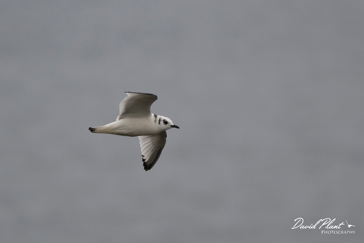 David Plant Photography - Wildlife Photography - Kittiwake - O.JPG - Kittiwake, juvenile - Caithness