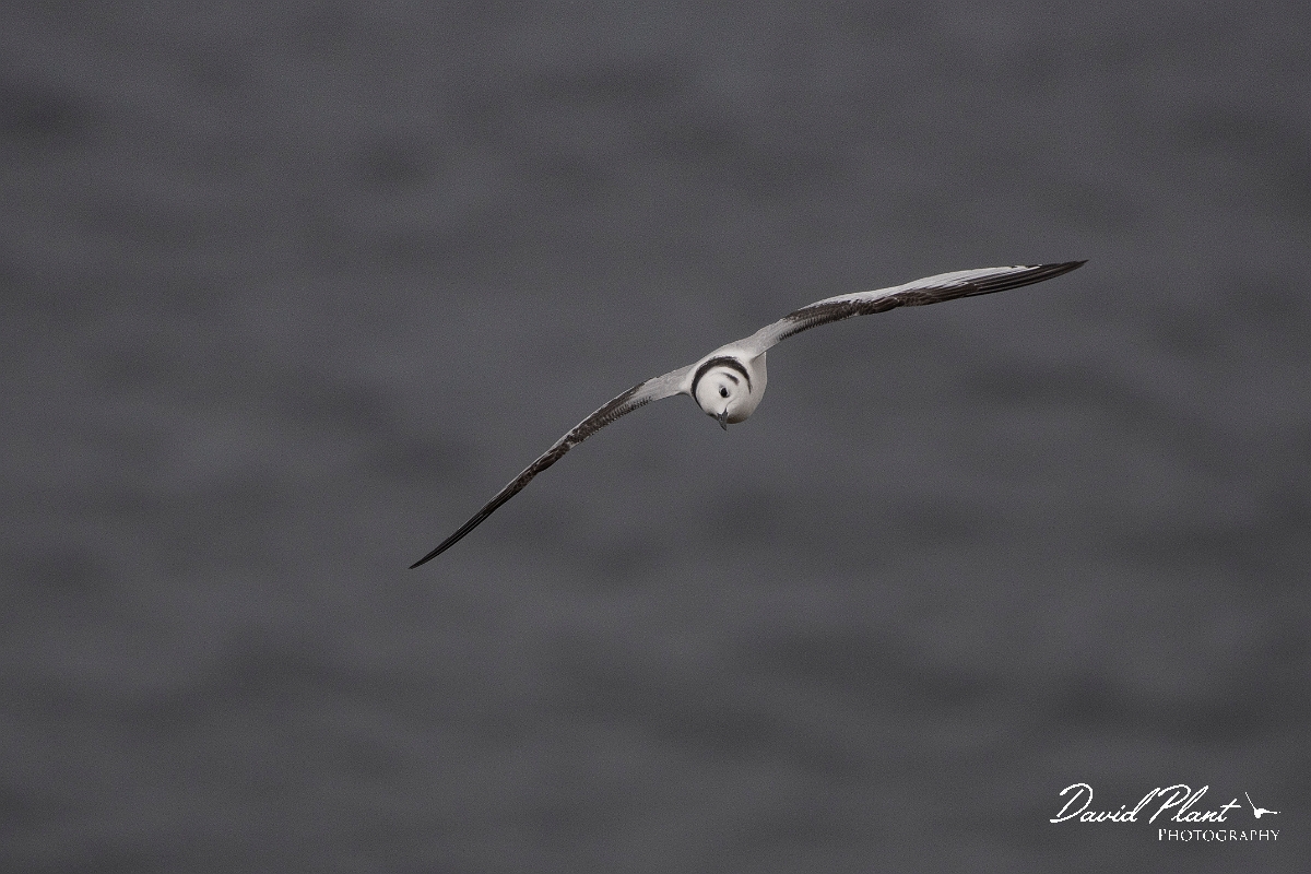David Plant Photography - Wildlife Photography - Kittiwake - P.JPG - Kittiwake, juvenile - Caithness