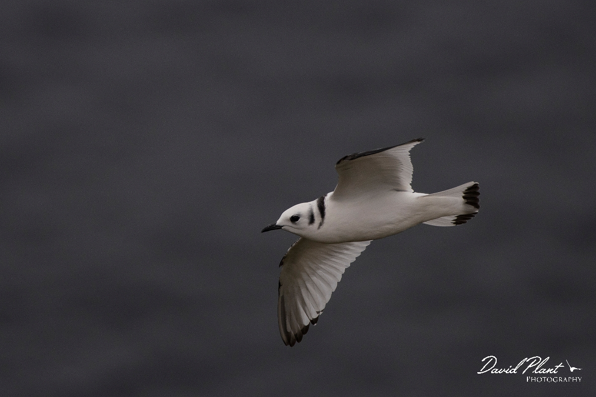 David Plant Photography - Wildlife Photography - Kittiwake - Q.JPG - Kittiwake, juvenile - Caithness