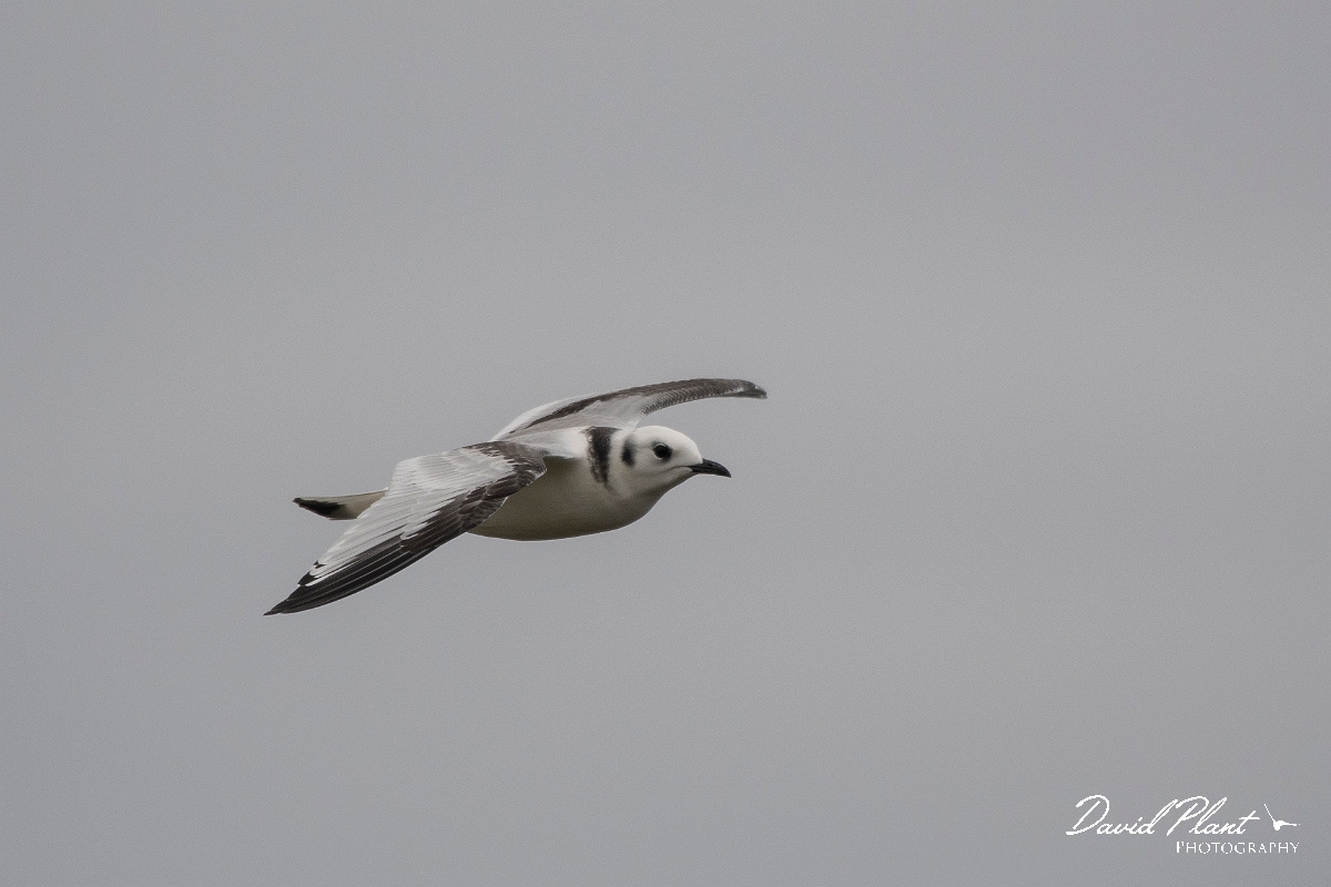 David Plant Photography - Wildlife Photography - Kittiwake - R.JPG - Kittiwake, juvenile - Caithness