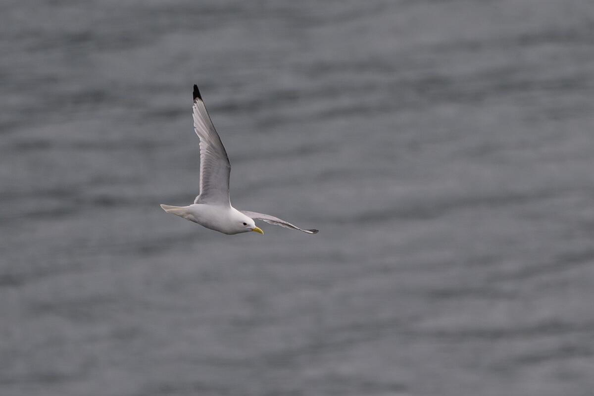 David Plant Photography - Wildlife Photography - Kittiwake - S.jpg - Kittiwake - Cornwall
